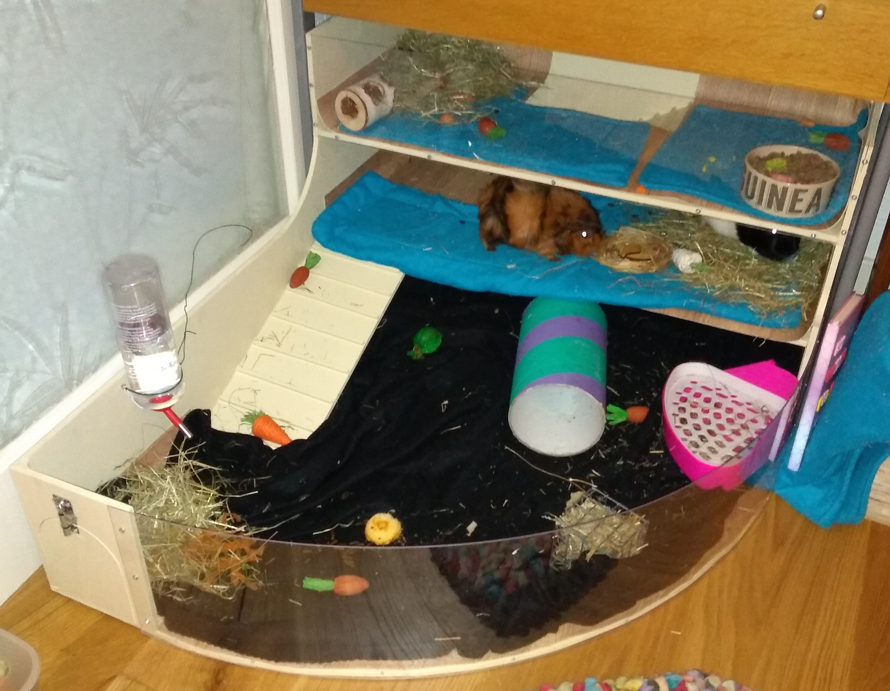 guinea_pig_house_v2_01.jpg